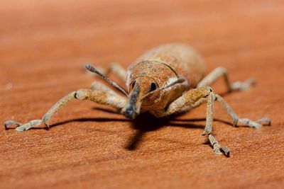 Close-up of insect on wood