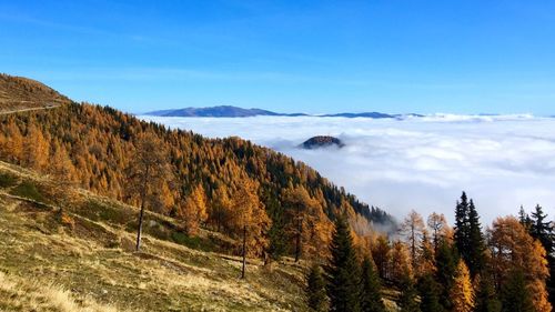 Scenic view of trees on mountain by cloudscape 