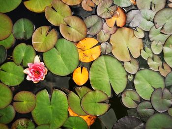 Close-up of lotus water lily in pond
