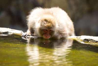 Monkey drinking water from a lake