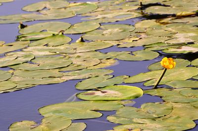 Water lily in lake