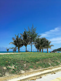 Trees on field against blue sky