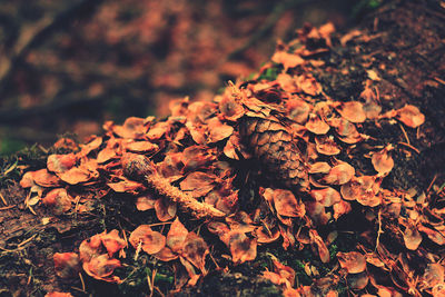 Close-up of dry leaves on plant during rainy season