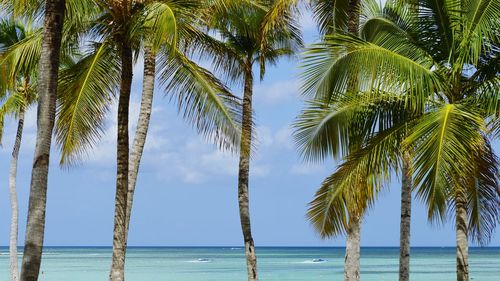 Palm trees on beach against sky