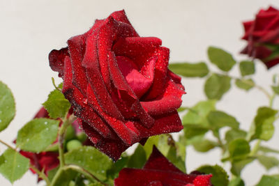 Close-up of wet red rose blooming outdoors