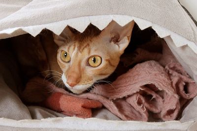 Close-up portrait of a cat