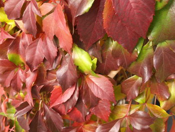 Full frame shot of leaves