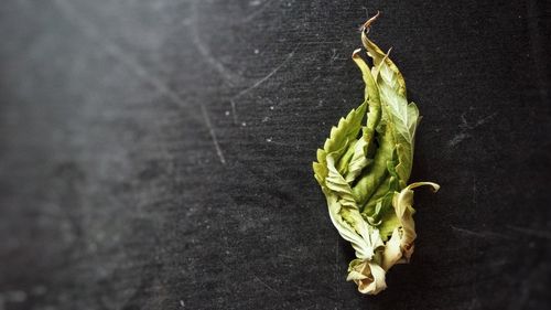 High angle view of green leaf on table