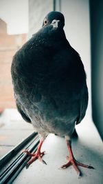 Close-up of parrot perching on table