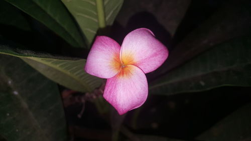 Close-up of pink flower against blurred background