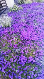 Close-up of purple flowers