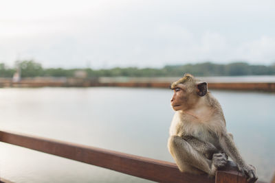 Monkey sitting on railing against sky