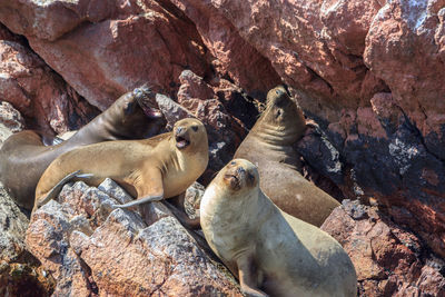 High angle view of sea lion on rock