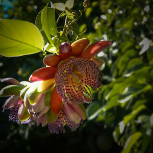 Close-up of flowering plant