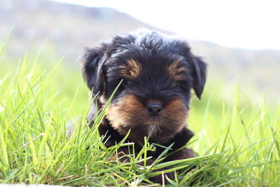 Portrait of a dog lying on grass