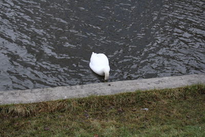 High angle view of white bird in water