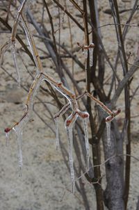 Close-up of dry plant on snow covered field