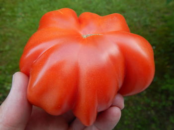 Close-up of hand holding flower