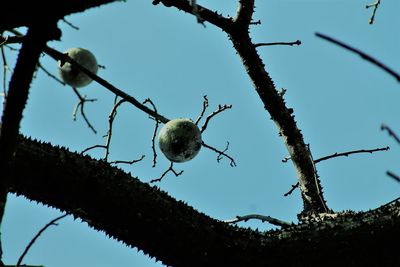 Low angle view of bird perching on tree against clear sky