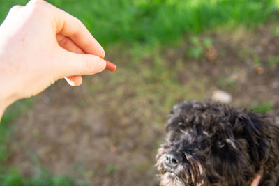 Close-up of hand holding small dog on field