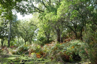 Trees in forest