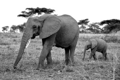 Elephant with calf walking on grassy field against clear sky