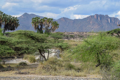 Scenic view of landscape against sky, ewaso nyiro river in samburu national reserve, kenya 