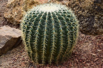 Close-up of succulent plant on field