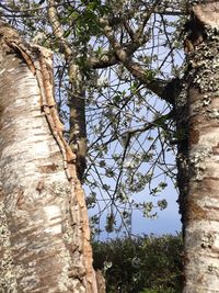 Low angle view of trees growing in forest