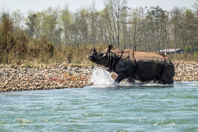 Side view of horse in river