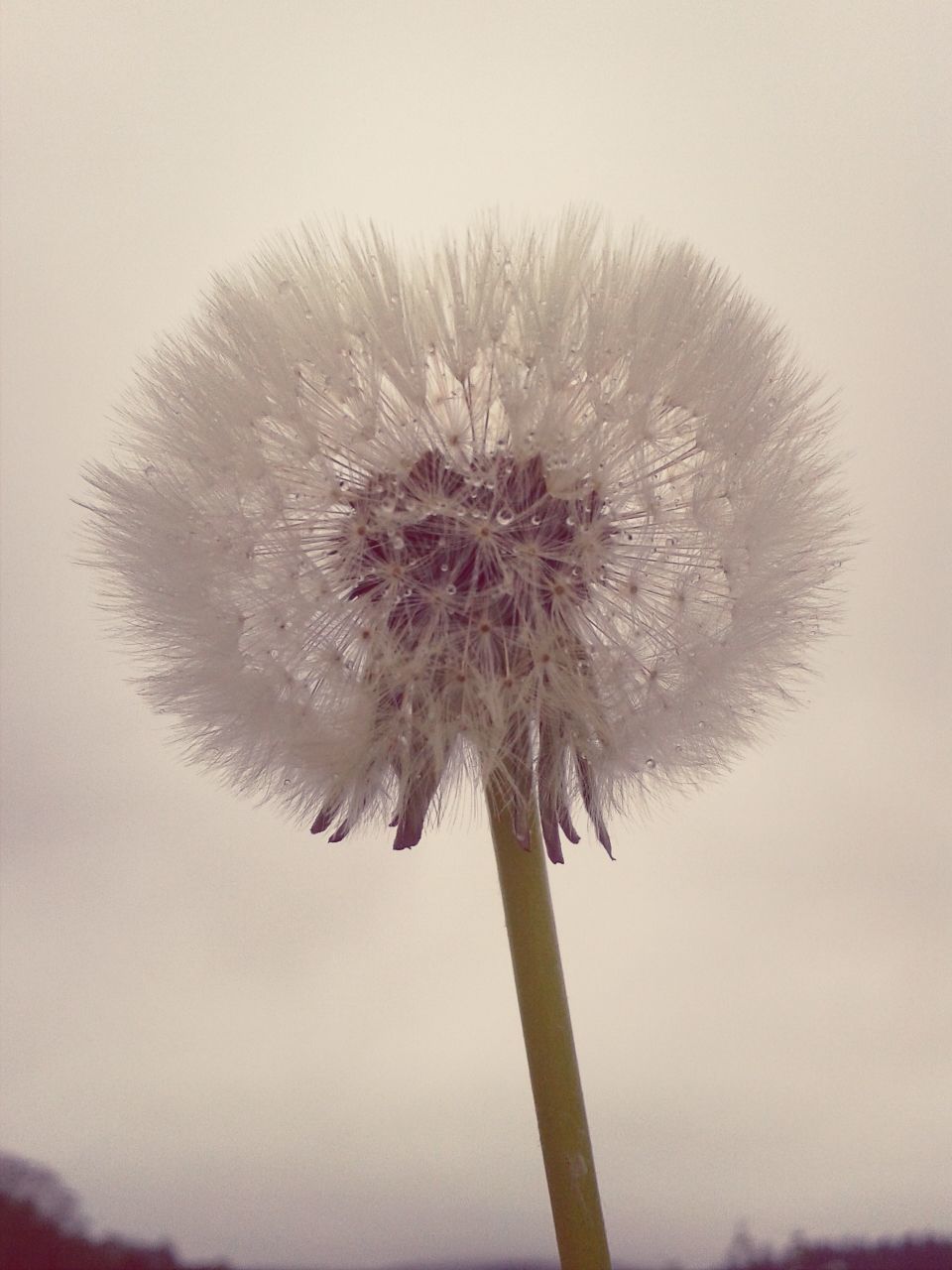 dandelion, flower, fragility, growth, flower head, stem, beauty in nature, nature, close-up, freshness, single flower, focus on foreground, softness, white color, plant, no people, day, outdoors, uncultivated, sky