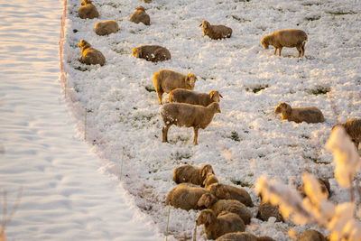 Sheep in a snow