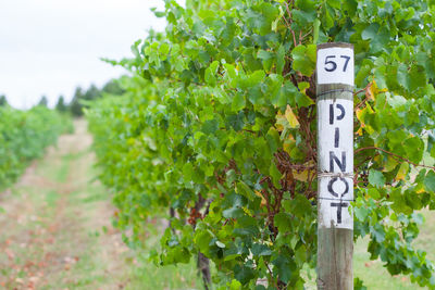 Close-up of road sign against plants