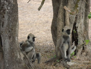 Monkeys on tree trunk