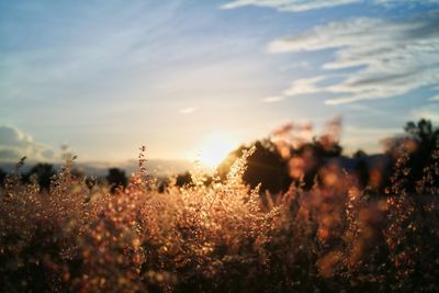 Plants growing on field against sky