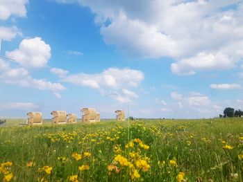 Yellow flowers growing in field