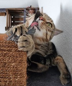Close-up of cat lying on sofa at home