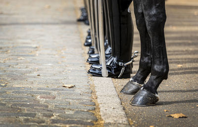 Low section of guards standing by horse on footpath