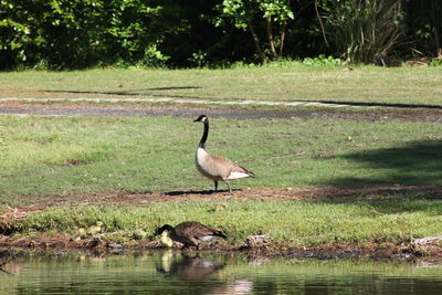 Duck on a lake