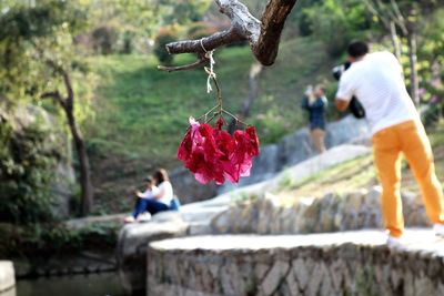 Close-up of flower hanging on tree