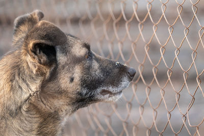 Close-up of dog looking through chainlink fence