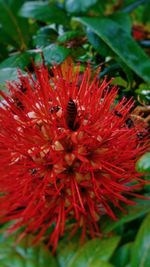 Close-up of red flower