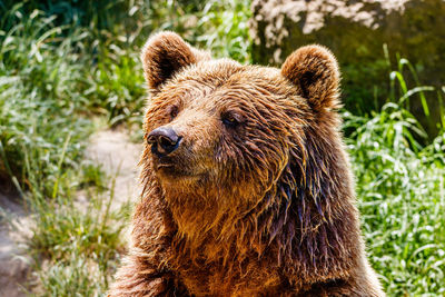 Close-up of an animal looking away