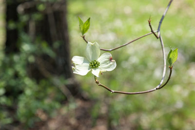 Close-up of white flowering plant