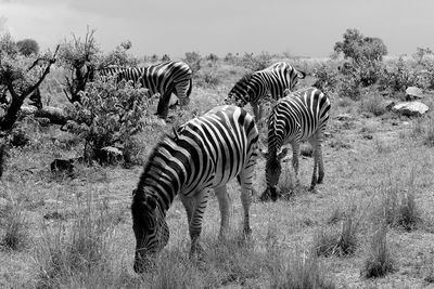 View of zebras on field