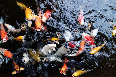 High angle view of koi carps swimming in lake