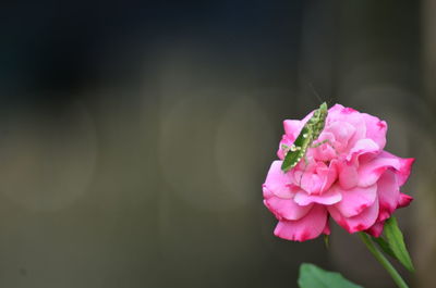 Close-up of pink rose