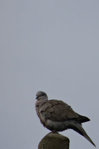 Low angle view of eagle perching on the sky