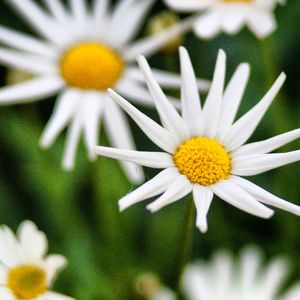 Close-up of yellow flower blooming outdoors