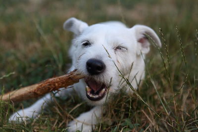 Close-up of dog on field